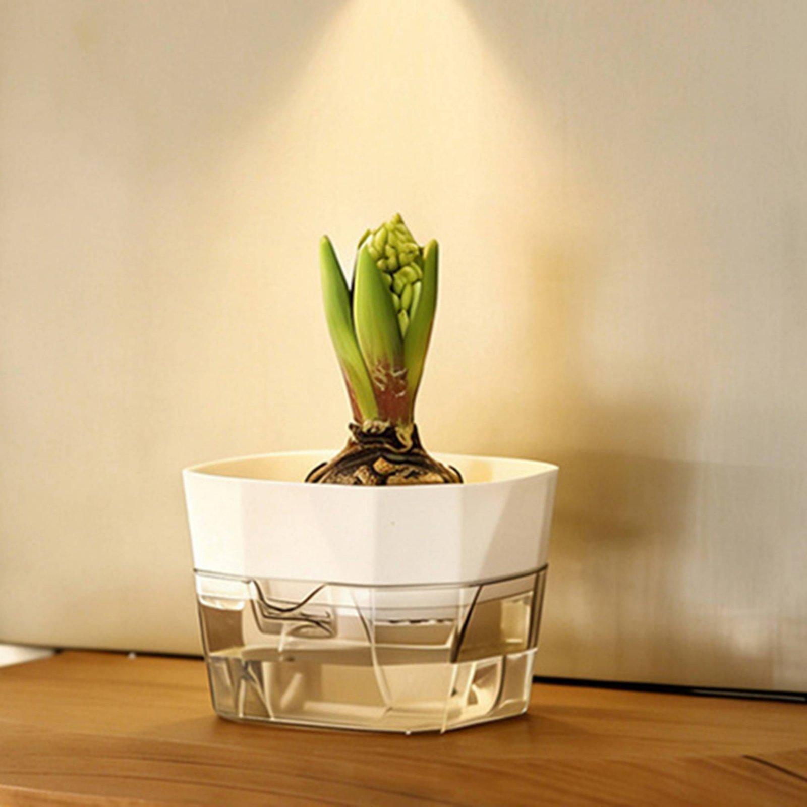Гидропонная ваза с двумя слоям – обзор и цена Indoor Plants